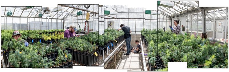 © Nancy Floyd - Crew recording measurements of Douglas-fir and Western Hemlock seedlings