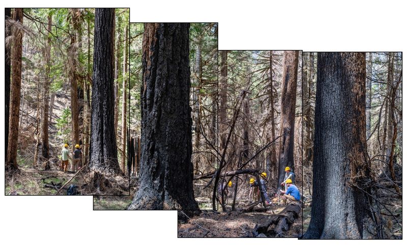© Nancy Floyd - Reciprocal Transplant Crew creating plots in forest for seedling planting in the fall