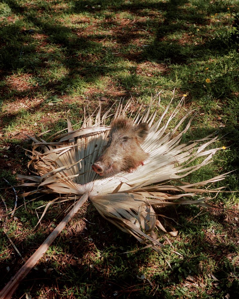 © Kamil Zihnioglu - Wild boar’s head, Machja, March 2021.