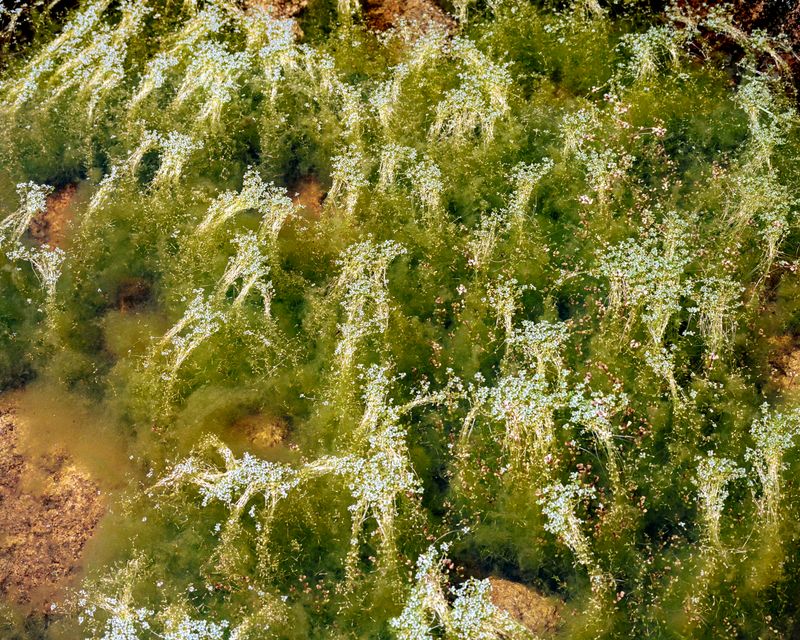 © Kamil Zihnioglu - Enchanting seaweed pool, Puntadi u Furneddu, Monte Incudine massif, June 2020.
