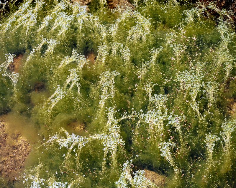 © Kamil Zihnioglu - Enchanting seaweed pool, Puntadi u Furneddu, Monte Incudine massif, June 2020.