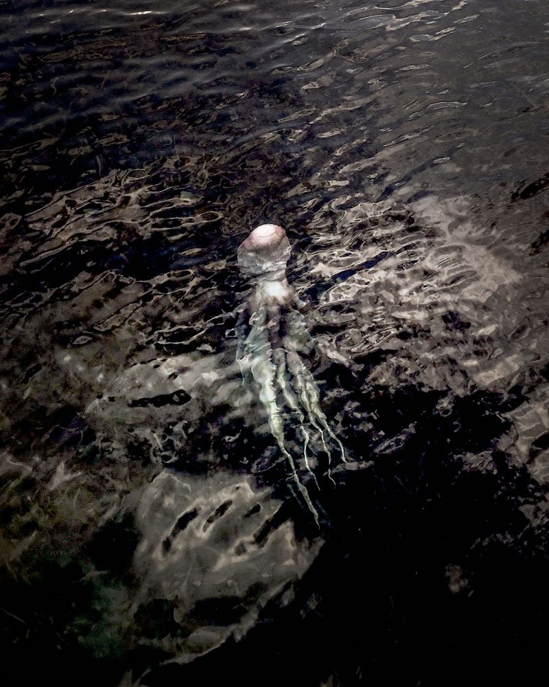 © Kamil Zihnioglu - In u mari, in ’ssu mari tamantuà u mondu, u polpu hè mortu sta sera. San Ciprianu Bay, May 2021.