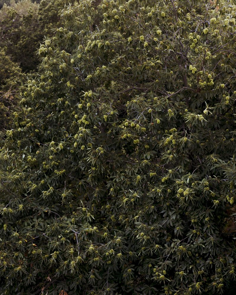 © Kamil Zihnioglu - Chestnut tree, Castagniccia, August 2023.