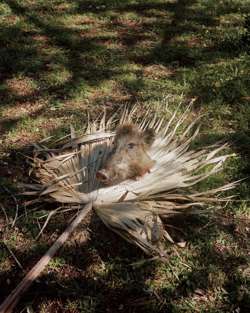 © Kamil Zihnioglu - Wild boar’s head, Machja, March 2021.