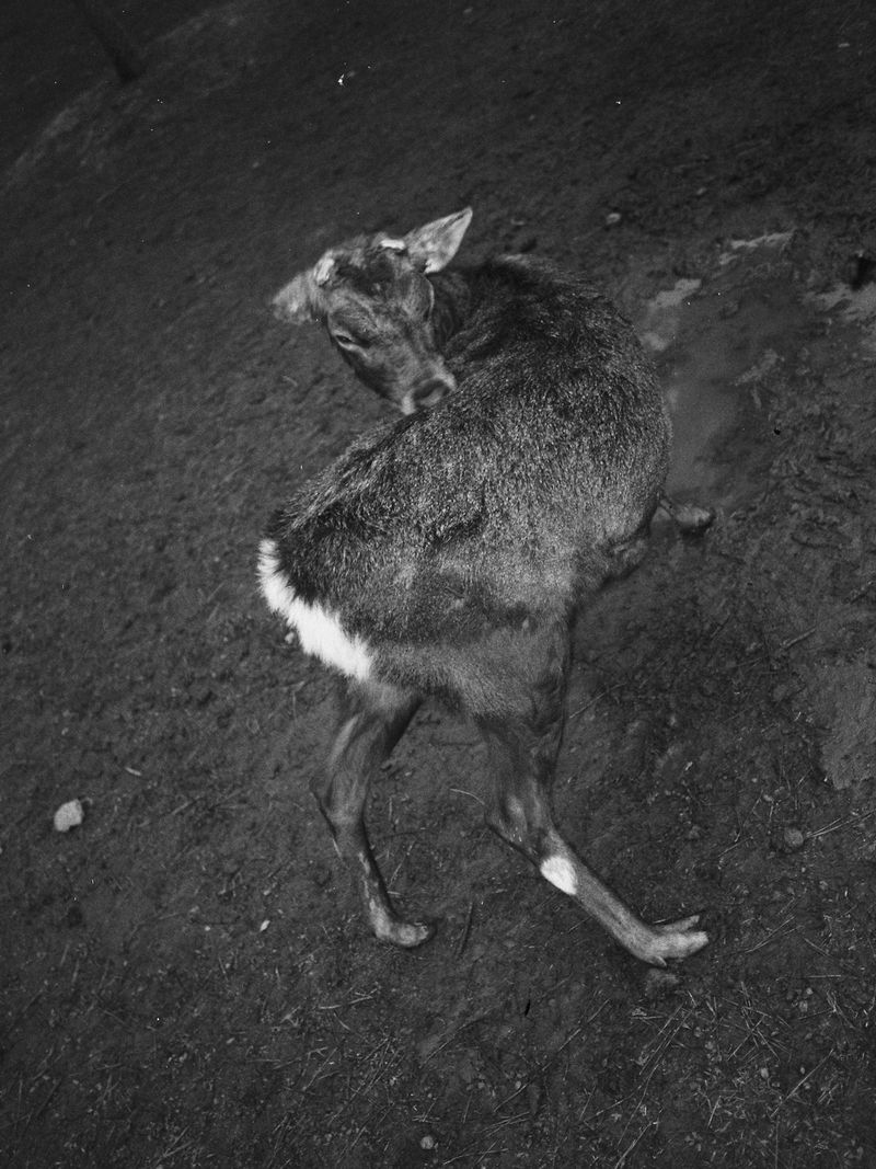 © Viridiana Morandini - Image from the POGO photography project