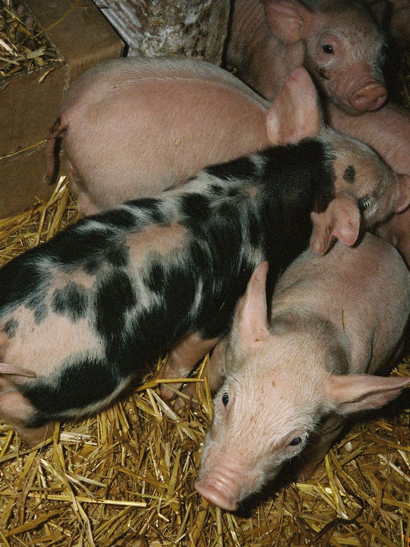 © Viridiana Morandini - Image from the POGO photography project