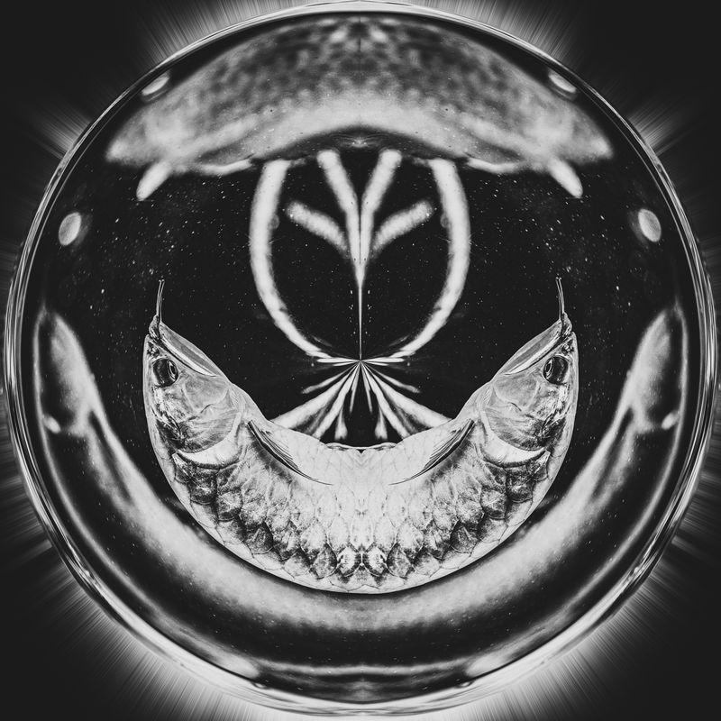 © Urtė Baltrušytė - Life cycle