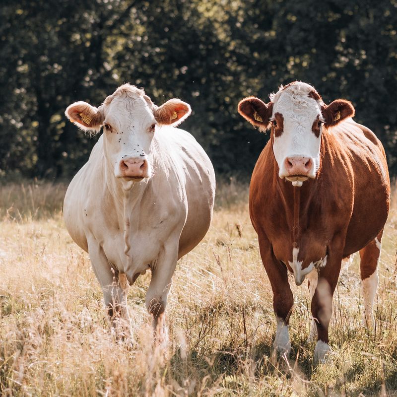 © Urtė Baltrušytė - Meadow ladies, Sweden