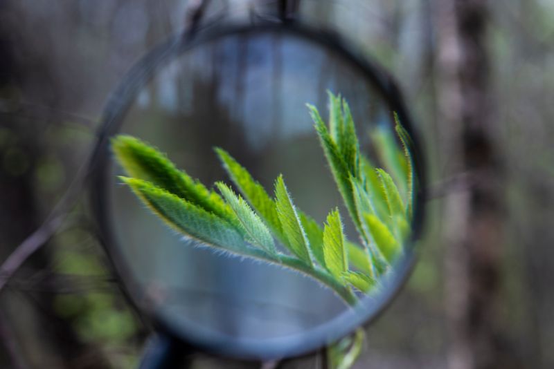 © Urtė Baltrušytė - Spring