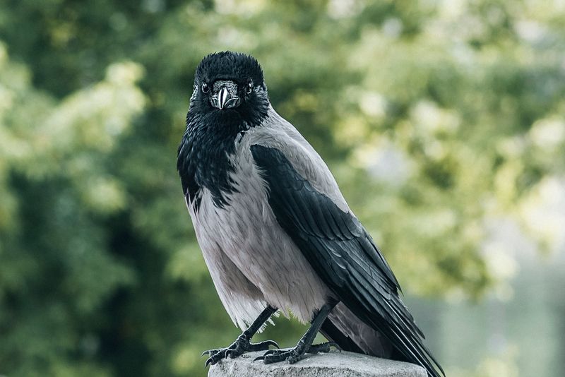 © Urtė Baltrušytė - Kaunas city wildlife