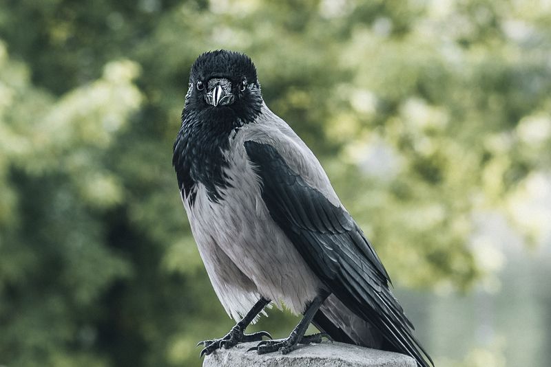© Urtė Baltrušytė - Kaunas city wildlife