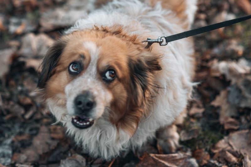 © Urtė Baltrušytė - My name is Cookie.