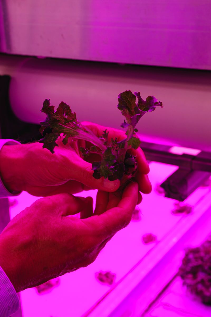 © Jessica Bizzoni - Idealized Flora