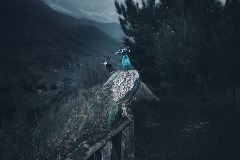 © Yorgos Yatromanolakis - Image from the The Splitting of the Chrysalis and the Slow Unfolding of the Wings photography project