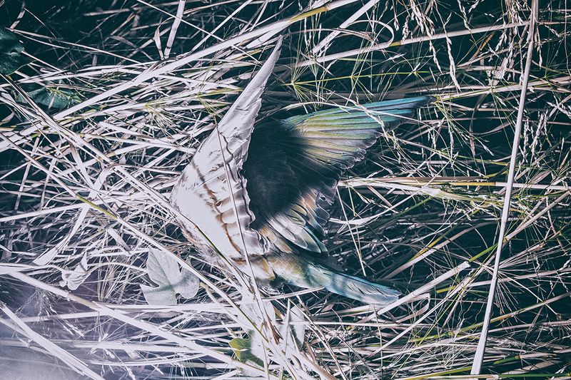 © Yorgos Yatromanolakis - Image from the The Splitting of the Chrysalis and the Slow Unfolding of the Wings photography project