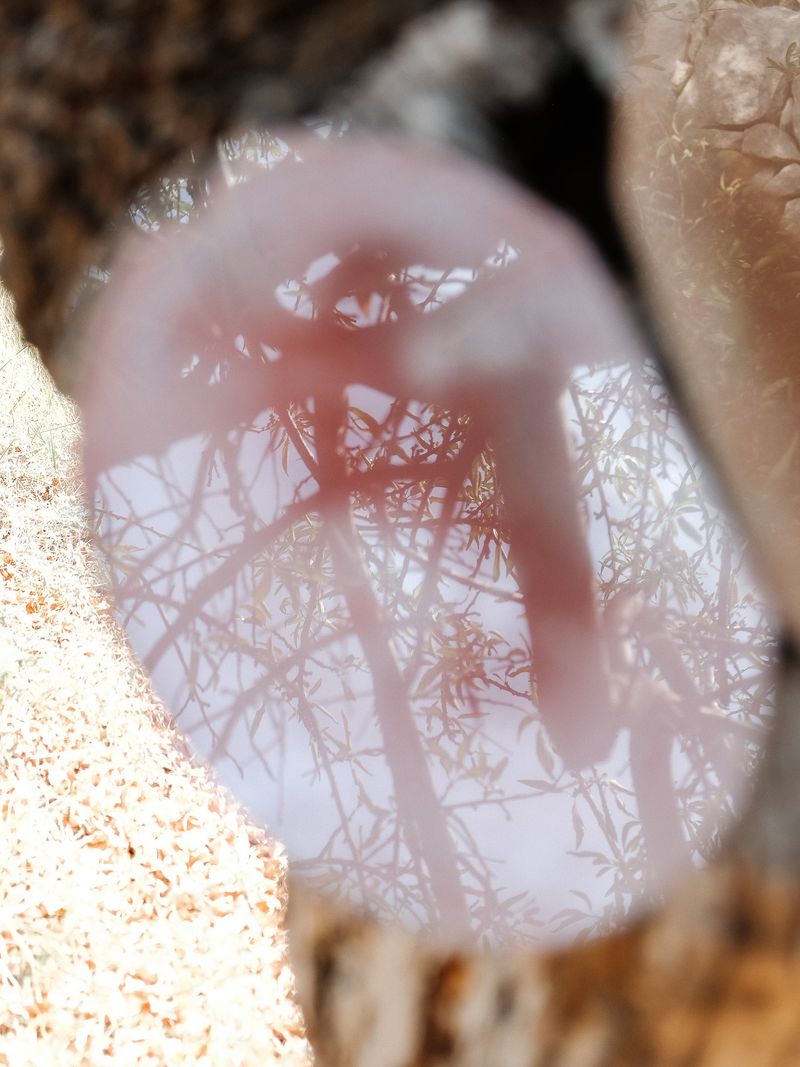 © Tiziana Amico - Image from the Zagara—Ogni fiore porta il profumo del suo segreto photography project