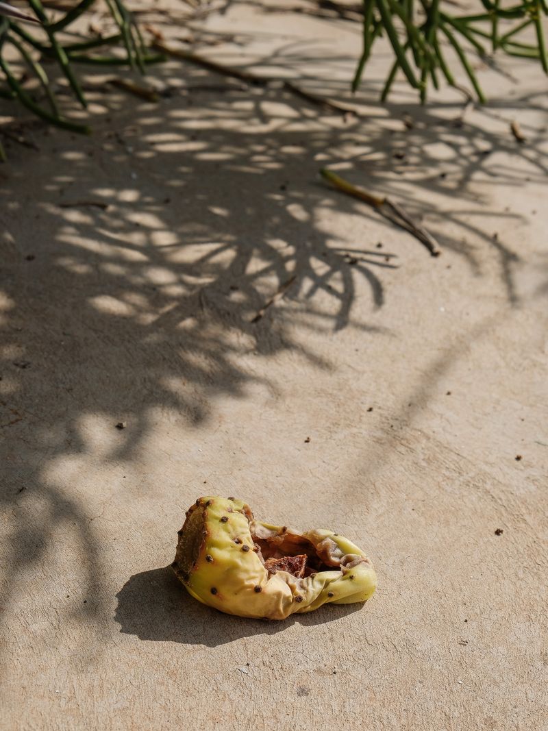 © Tiziana Amico - Image from the Zagara—Ogni fiore porta il profumo del suo segreto photography project