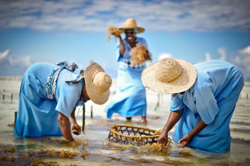 © Rosa van Ederen - Image from the The women of the Seaweed Center photography project