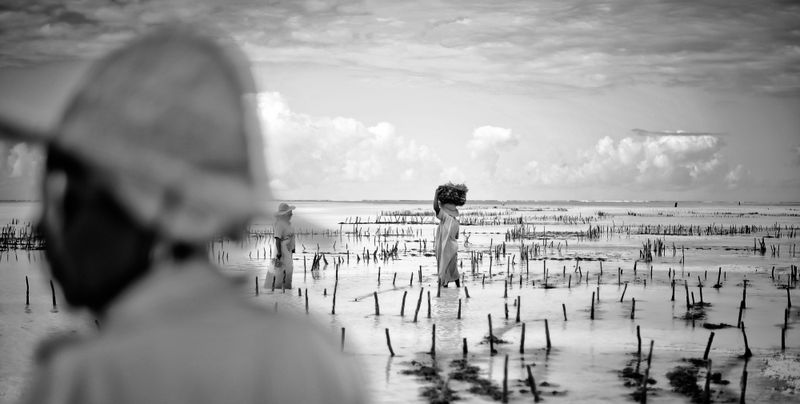 © Rosa van Ederen - Image from the The women of the Seaweed Center photography project