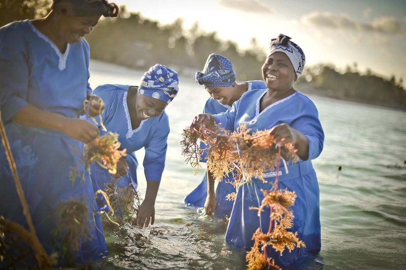 © Rosa van Ederen - Image from the The women of the Seaweed Center photography project