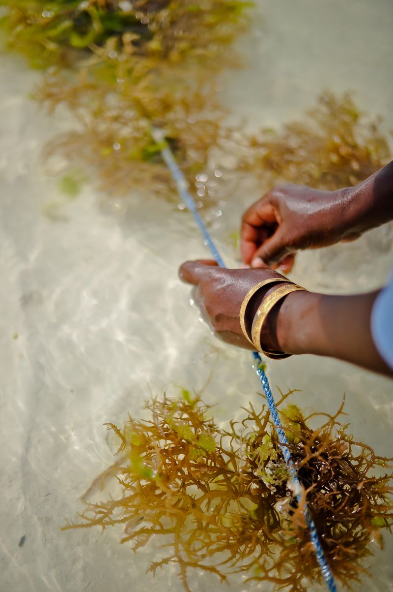 © Rosa van Ederen - Image from the The women of the Seaweed Center photography project