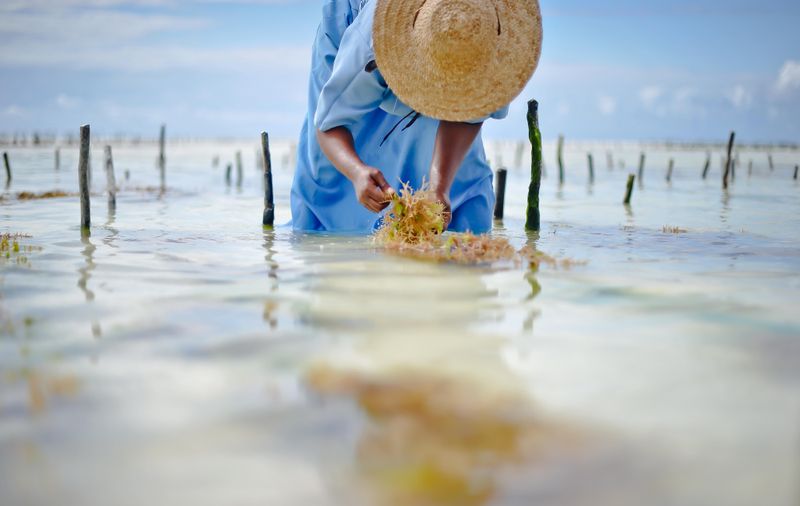 © Rosa van Ederen - Image from the The women of the Seaweed Center photography project
