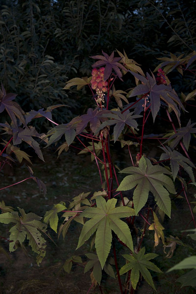 © Silja Yvette - Castorplant II, 2016