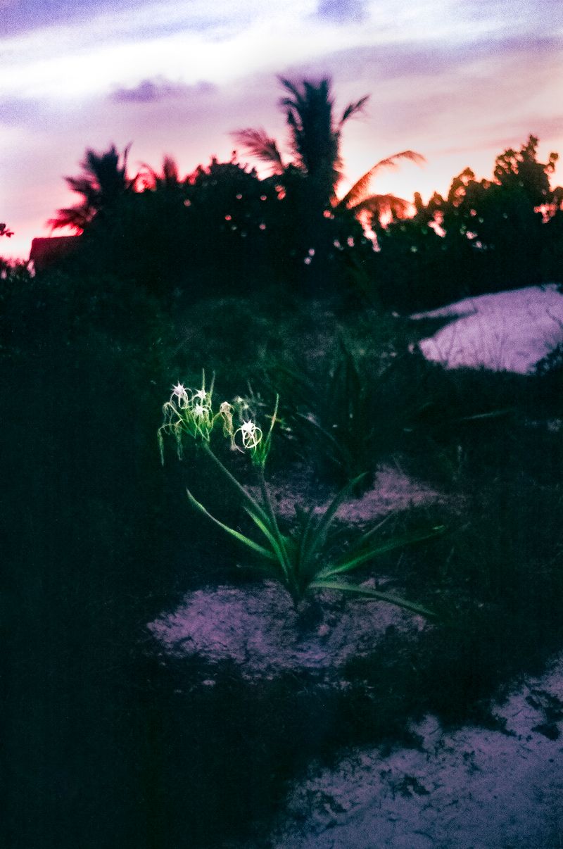 © Mayssa Jaoudat - When the sun turns black - chapter I