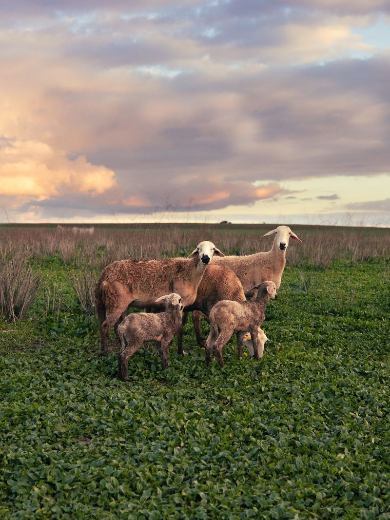 © Mayssa Jaoudat - Image from the Suzanne, Long Road photography project