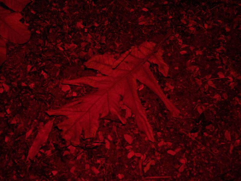 © Morthou - Image from the Absent in Body photography project