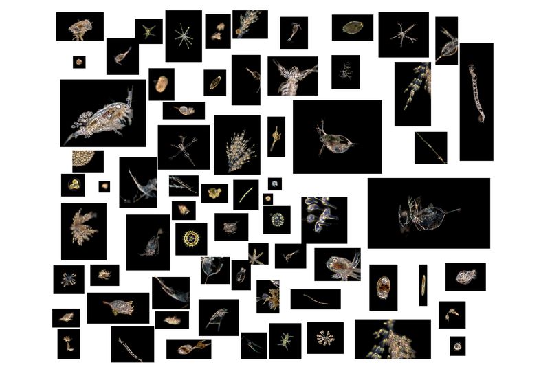 © Haishu Chen - Pictures by the underwater camera Aquascope © EAWAG