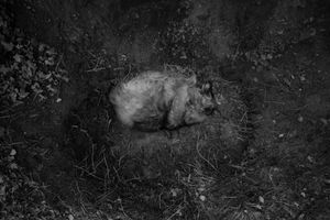 Ring Around the Rosie