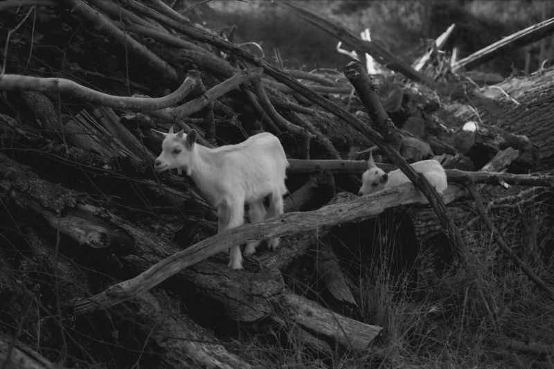 © Lisa Gervassi - Image from the Ring Around the Rosie photography project