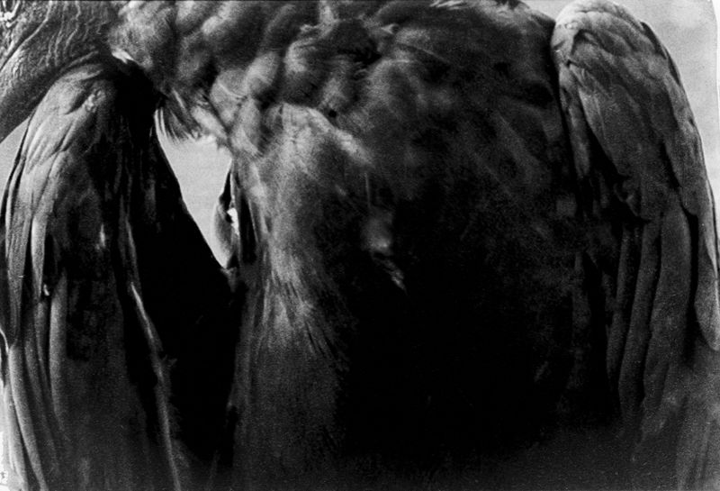 © Lisa Gervassi - Image from the Ring Around the Rosie photography project