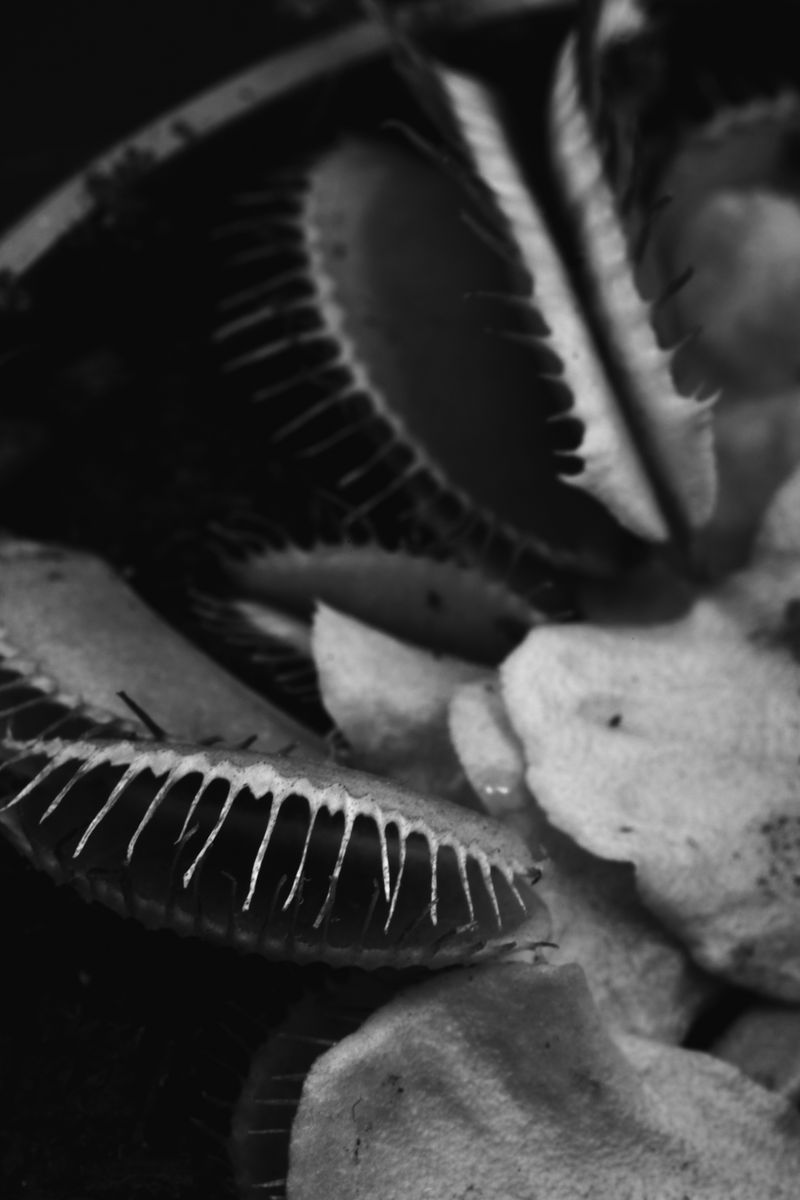 © Lisa Gervassi - Image from the Odontophilia photography project