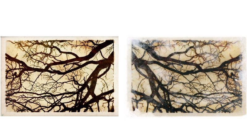 © Lisa Gervassi - Image from the Epitaph for Fire and Flower photography project