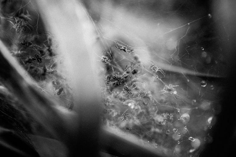 © Lisa Gervassi - Image from the Ring Around the Rosie photography project