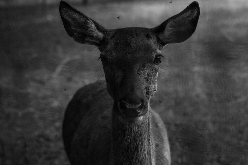 © Lisa Gervassi - Image from the Ring Around the Rosie photography project