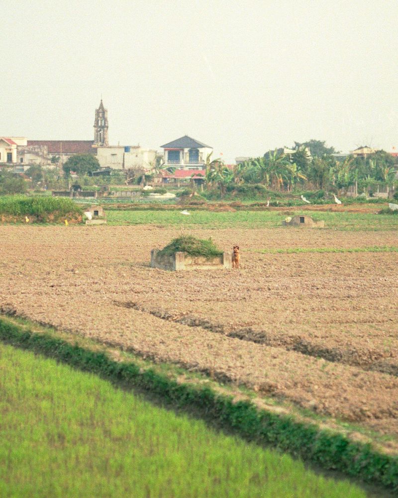 © Sara Bernhardt - Image from the Seeds of Vietnam photography project