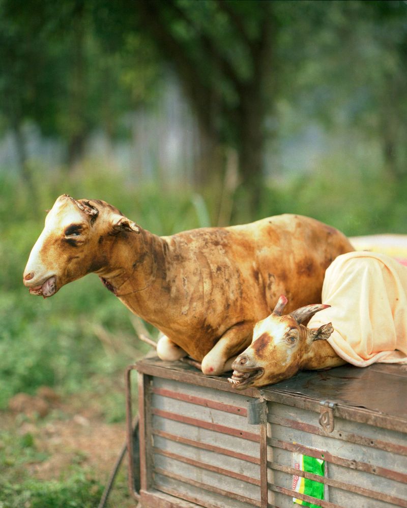 © Sara Bernhardt - Image from the Seeds of Vietnam photography project