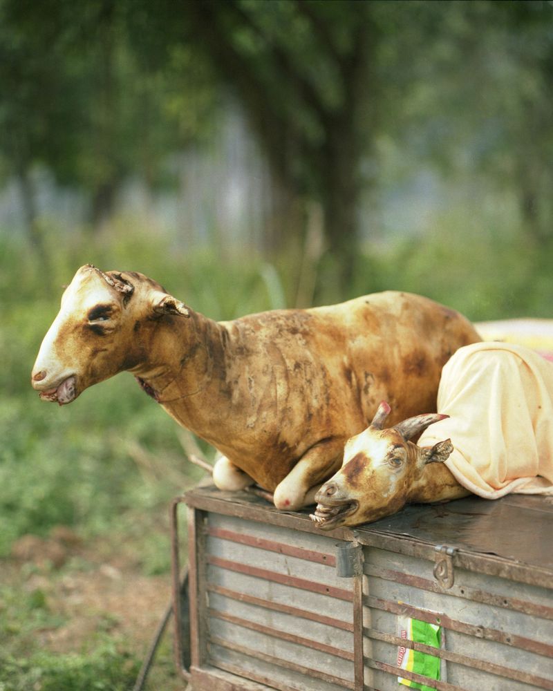 © Sara Bernhardt - Image from the Seeds of Vietnam photography project