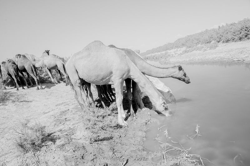 © Salman Sam daliri - Image from the White like death photography project