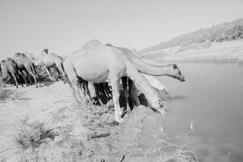 © Salman Sam daliri - Image from the White like death photography project