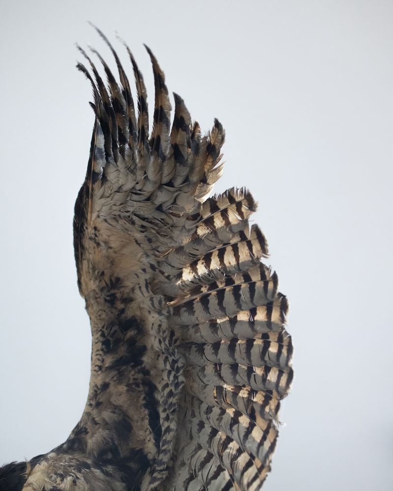 © Masina Pinheiro & Gal Cipreste - Bait, 2023