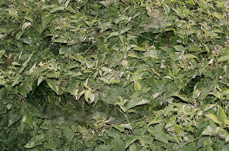 © ludovica de santis - Image from the Onironautica photography project