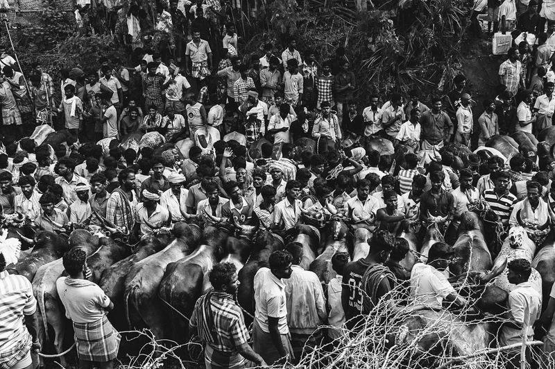 © Naveen P M - Image from the Jallikattu photography project