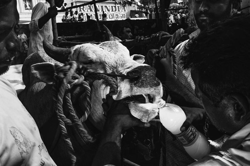 © Naveen P M - A bull handler tries to rejuvenate an exhausted bull with a bottle of glucose water.
