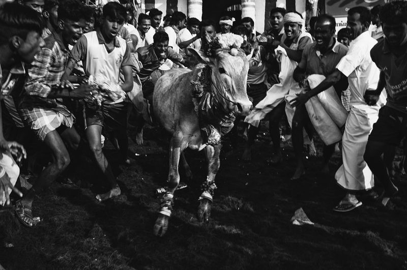 © Naveen P M - Image from the Jallikattu photography project