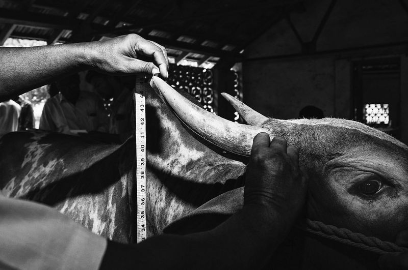 © Naveen P M - Image from the Jallikattu photography project