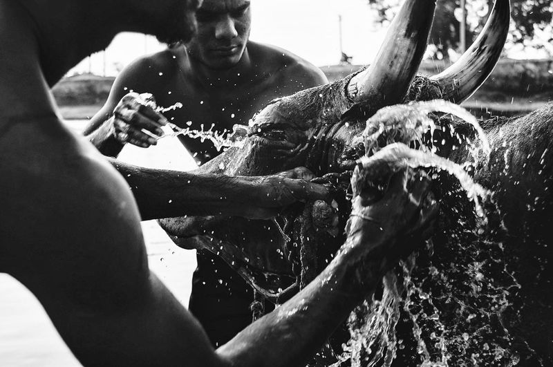 © Naveen P M - Bull handlers, R. Karthick (left) & ‘Malai’ Vicky, prime their prized bull at a pond on the outskirts of Alanganallur.